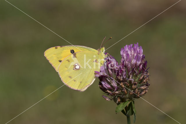 Oranje luzernevlinder (Colias croceus)