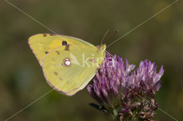 Clouded Yellow (Colias croceus)