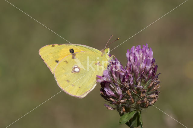 Clouded Yellow (Colias croceus)