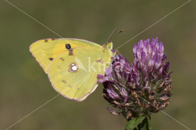 Clouded Yellow (Colias croceus)