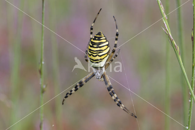 wasp spider (Argiope bruennichi)