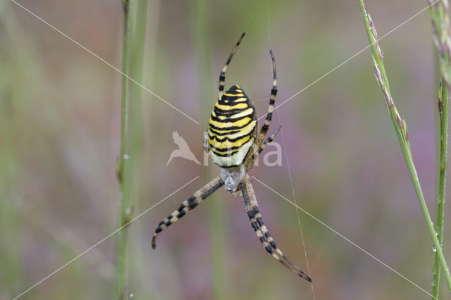 wasp spider (Argiope bruennichi)