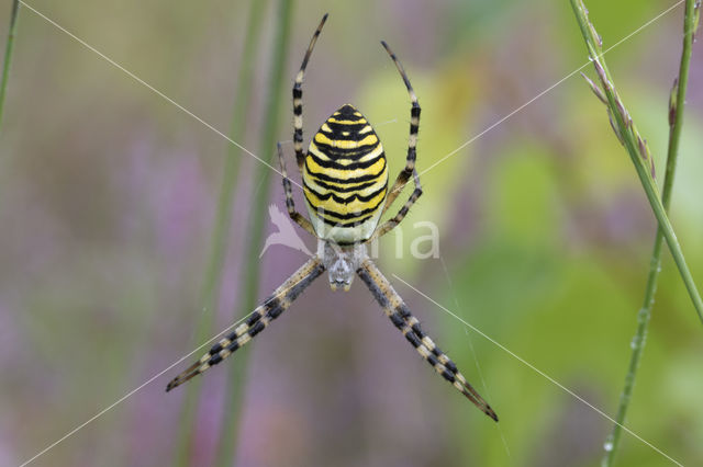 wasp spider (Argiope bruennichi)