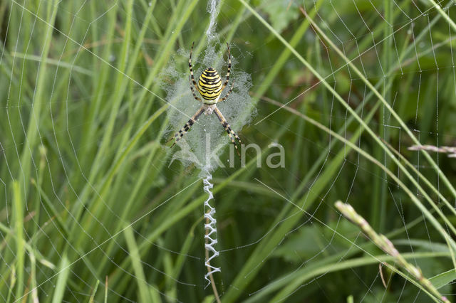 wasp spider (Argiope bruennichi)