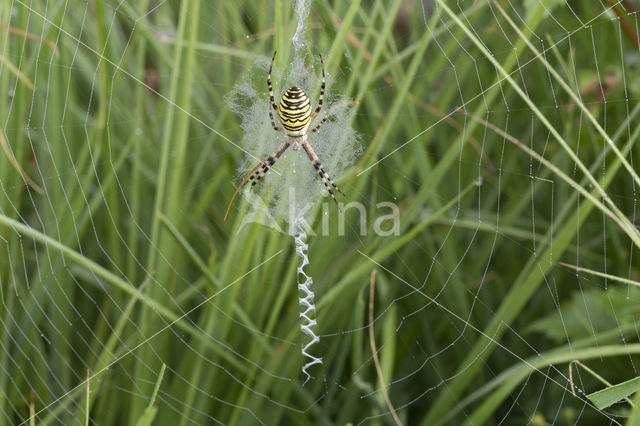 wasp spider (Argiope bruennichi)