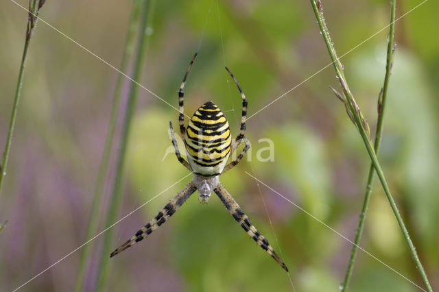 wasp spider (Argiope bruennichi)