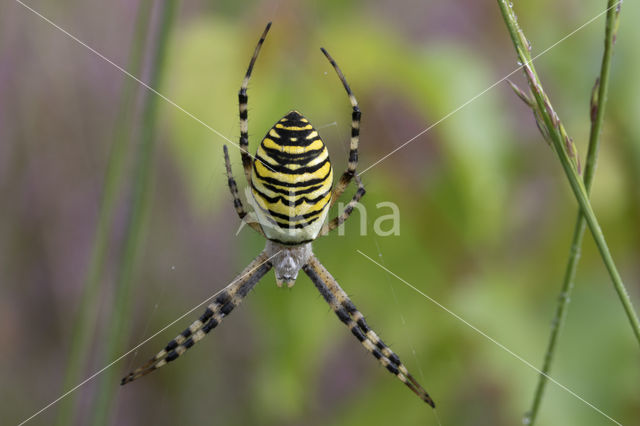 wasp spider (Argiope bruennichi)