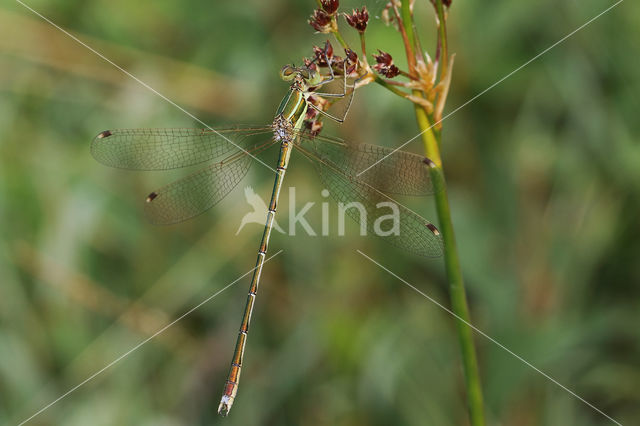 Shy Emerald Damselfly (Lestes barbarus)