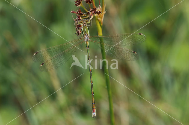 Shy Emerald Damselfly (Lestes barbarus)