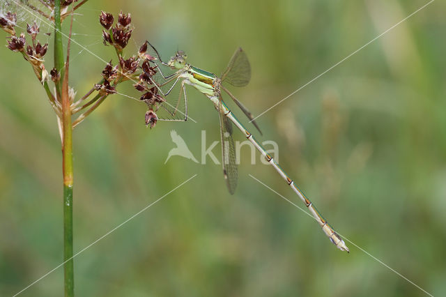 Shy Emerald Damselfly (Lestes barbarus)