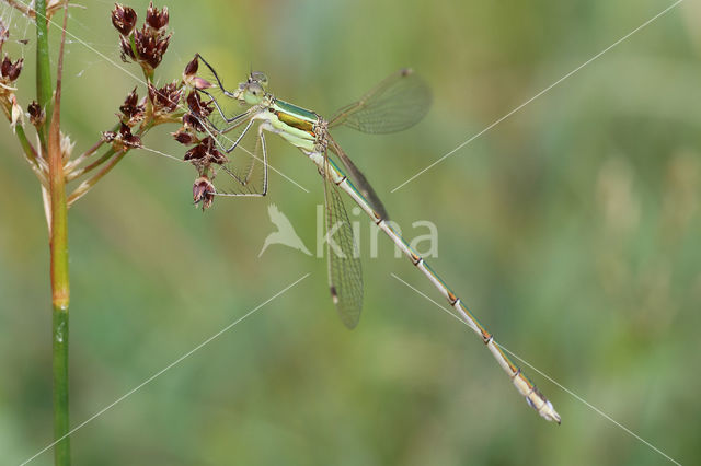 Shy Emerald Damselfly (Lestes barbarus)