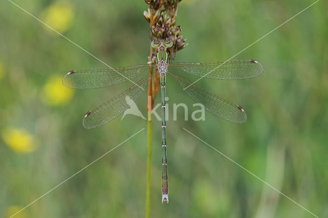 Zwervende pantserjuffer (Lestes barbarus)