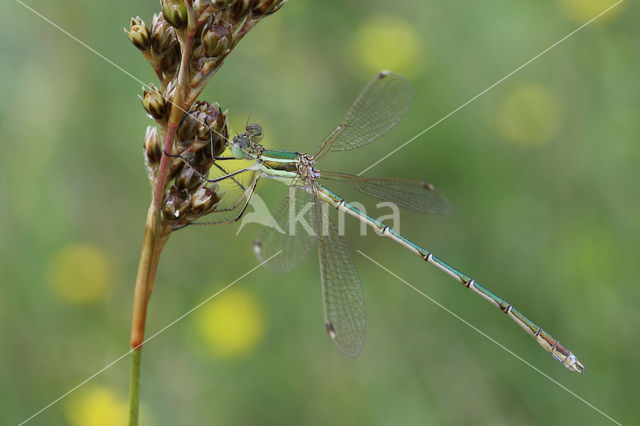 Shy Emerald Damselfly (Lestes barbarus)