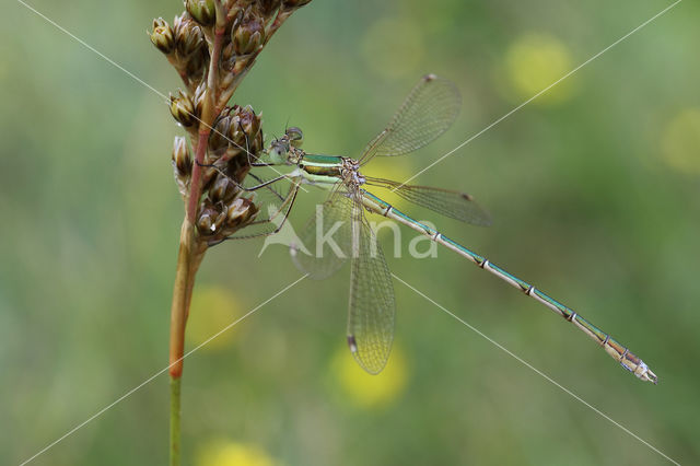 Shy Emerald Damselfly (Lestes barbarus)