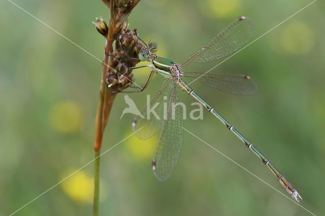 Shy Emerald Damselfly (Lestes barbarus)