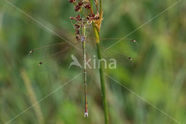 Shy Emerald Damselfly (Lestes barbarus)