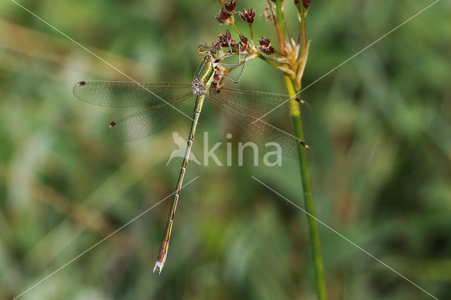 Shy Emerald Damselfly (Lestes barbarus)