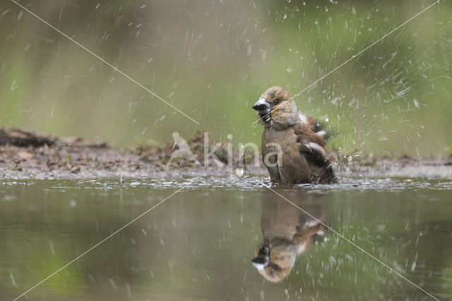 Hawfinch (Coccothraustes coccothraustes)