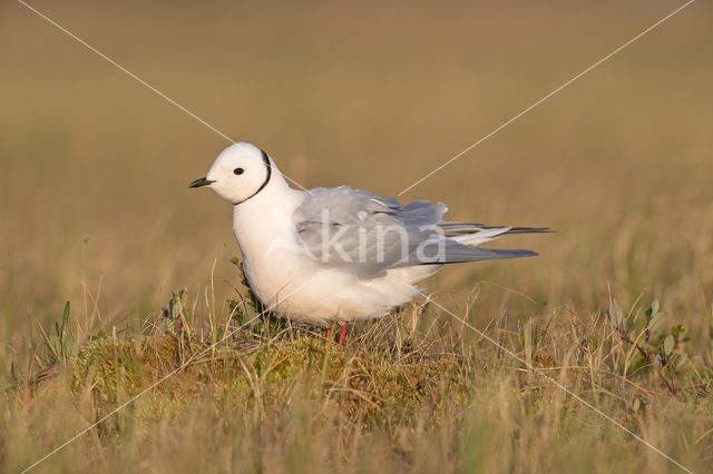 Ross's gull (Rhodostethia rosea)