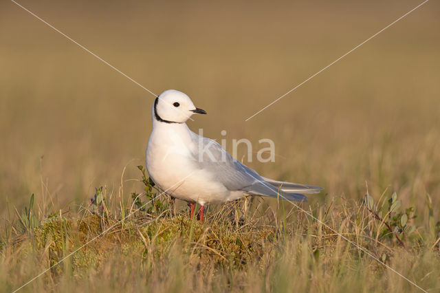 Ross's gull (Rhodostethia rosea)