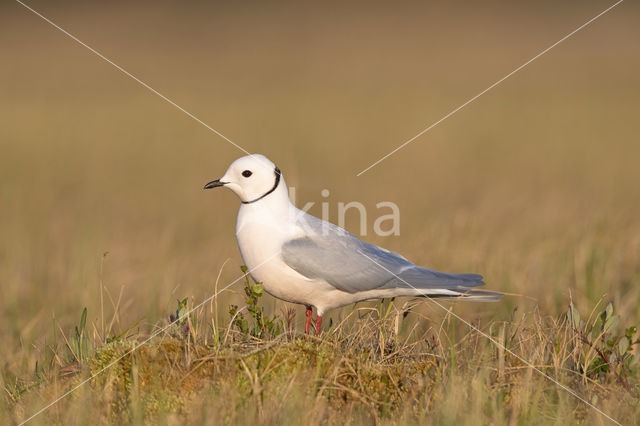 Ross's gull (Rhodostethia rosea)