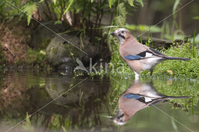 Eurasian Jay (Garrulus glandarius)