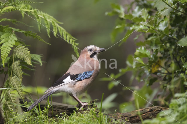 Vlaamse Gaai (Garrulus glandarius)