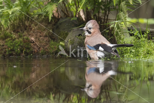 Eurasian Jay (Garrulus glandarius)