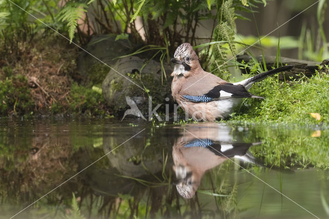 Vlaamse Gaai (Garrulus glandarius)