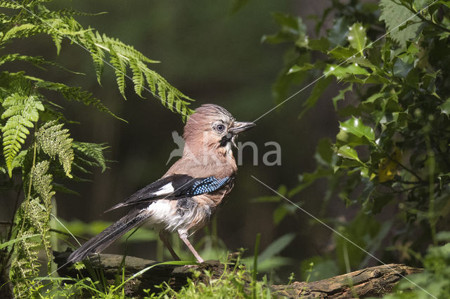 Vlaamse Gaai (Garrulus glandarius)