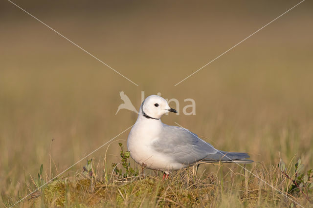 Ross's gull (Rhodostethia rosea)