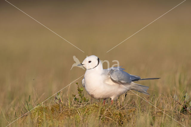 Ross's gull (Rhodostethia rosea)