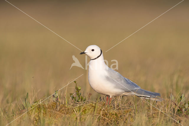 Ross's gull (Rhodostethia rosea)