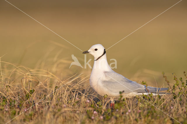 Ross's gull (Rhodostethia rosea)