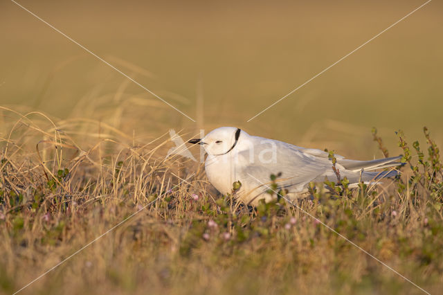 Ross's gull (Rhodostethia rosea)