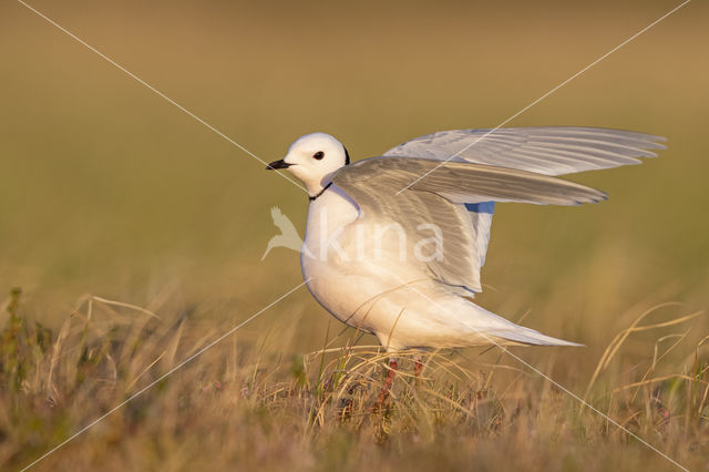 Ross's gull (Rhodostethia rosea)