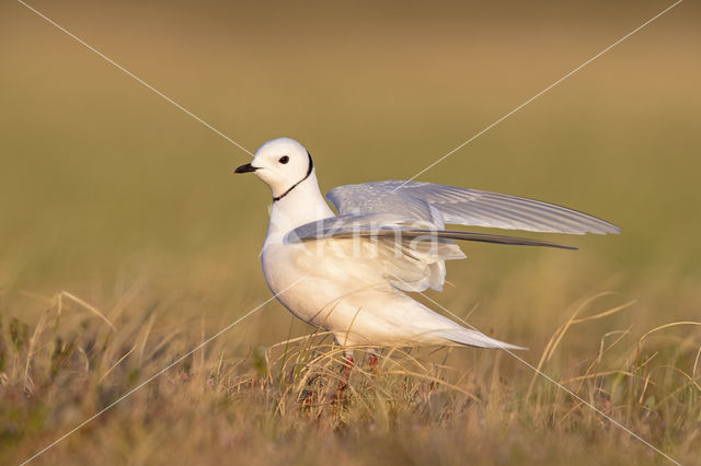 Ross's gull (Rhodostethia rosea)