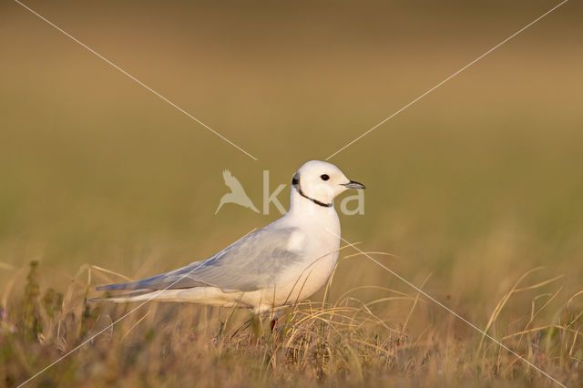 Ross's gull (Rhodostethia rosea)