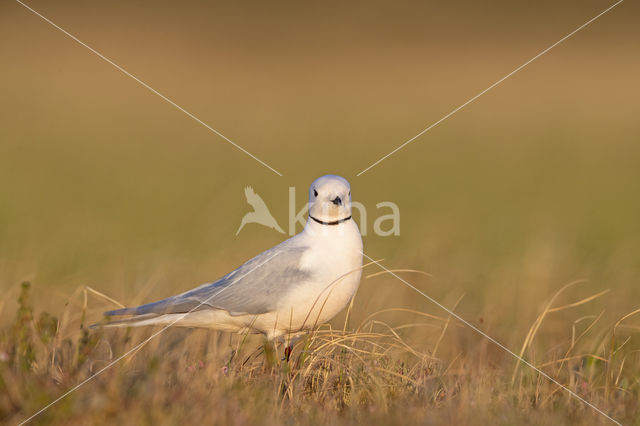 Ross's gull (Rhodostethia rosea)