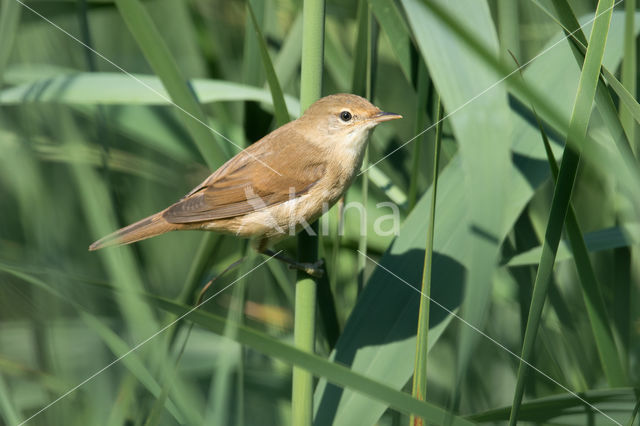 Eurasian Reed-Warbler (Acrocephalus scirpaceus)