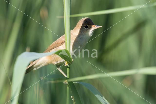 Eurasian Reed-Warbler (Acrocephalus scirpaceus)