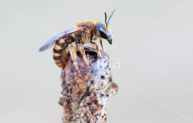 Breedbandgroefbij (Halictus scabiosae)