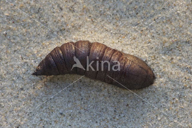 Lime Hawk-moth (Mimas tiliae)