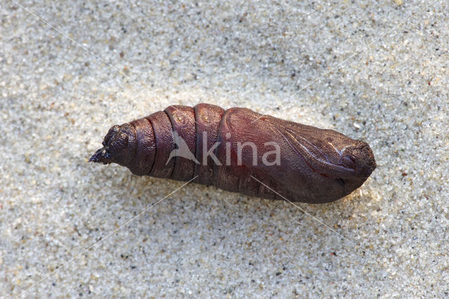Lime Hawk-moth (Mimas tiliae)