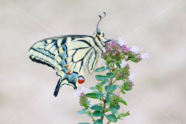 Koninginnepage (Papilio machaon)