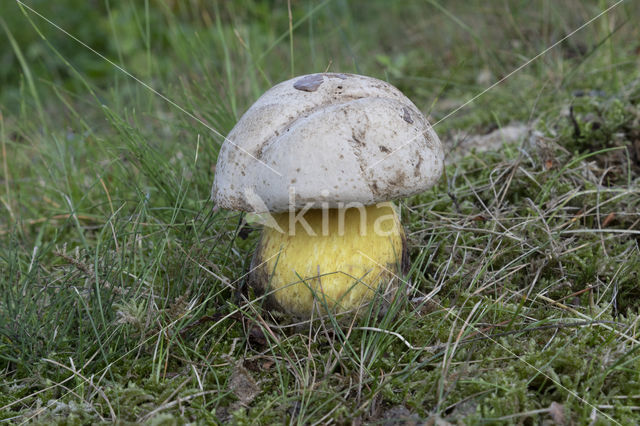 Boletus radicans