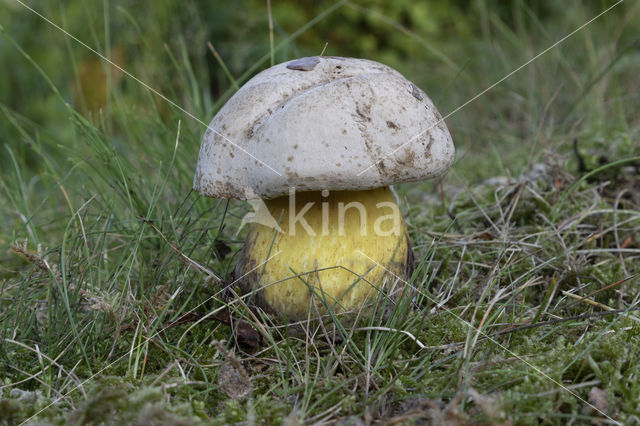 Boletus radicans