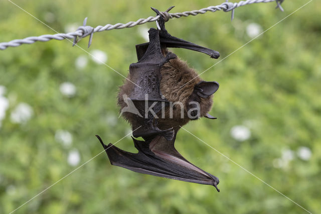 Laatvlieger (Eptesicus serotinus)