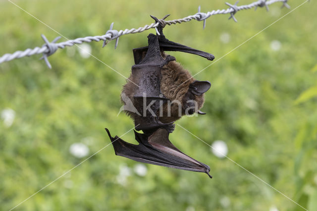 Laatvlieger (Eptesicus serotinus)