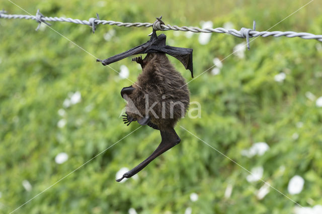 Serotine (Eptesicus serotinus)